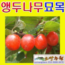 (NY소망)점보 왕앵두나무묘목 접목2년생 2그루