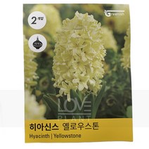 히야신스구근(옐로우스톤) 키우기 공기정화식물 화분 식물키우기