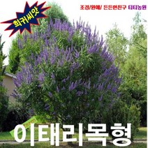 [나무씨앗] 바이텍스 (이태리목형) 5립, 1세트