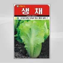 슬로시 슬로시 쌈채 씨앗, 생채상추2000립(아람)