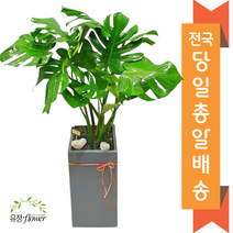 고급대형 화분 개업 축하 화분 전국 당일배송, 1개