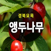 [경북농원] 앵두나무묘목 우수한 품종 유실수 과실수 묘목, 앵두나무묘목  중묘