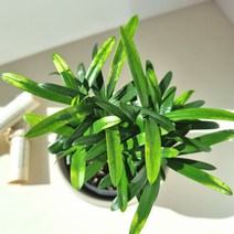 나한송 상록침엽수 공기정화식물 실내 음이온방출 반려식물 - 홈인테리어 플랜테리어 공부방 거실, 블루밍 화분(화이트) D11_화분받침 포함