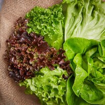 [친환경 수경재배] 유럽 샐러드 채소 야채 모듬 1kg (버터헤드 카이피라 이자벨 로메인 등), 유럽 샐러드 채소 1kg (2종)