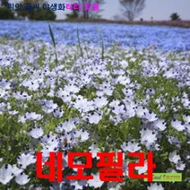 희귀씨앗 베이비 파란 눈 네모필라 씨앗 15립