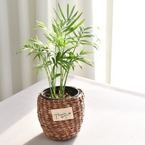 실내공기정화식물 율마 아레카야자 스킨답서스 산세베리아 테이블야자 유칼립투스 이레카야자 페페 스투키 몬스테라, (식물만), 2.테이블야자