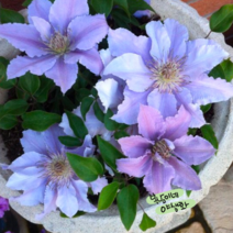 클레마티스 필리그리 [1포트](복남이네 야생화 으아리 덩굴 clematis) 키작은 관목형