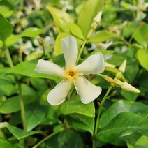 야생화피어나라플라워 백화등(스타토스칸) 1Set 4포트