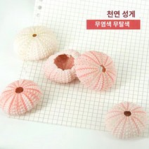 조개껍질 자연 성게 껍질 조가비 Tillandsia 화분 Coquillage 분재 지중해 조개 공예 홈 장식, B.B