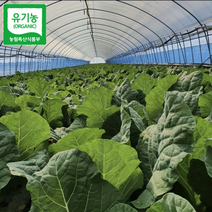 유기농 케일 신선초 주스용 즙용 1kg 2kg 무농약 채소 농장 녹즙, 신선초 2kg