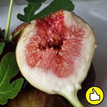 품질우량 해남 극신선 생과 무화과, 무화과 2팩 (8-10과)