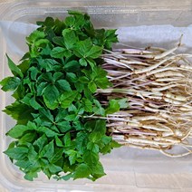 [기쁨의농산]수경재배 최고급새싹인삼 소.미니.샐러드용100g (약100뿌리내외/15cm이하)