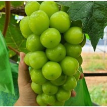 거봉 머스켓 국내산 김천 포도 고당도 김천앤 샤인 머스키 선물세트 2kg, 김천앤 샤인머스켓 2kg (4수)