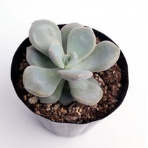 다육식물 로마 -나만의 반려식물 전자파차단