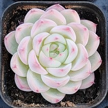 예쁜다육이 총집합 골라담기, 10번-핑크크리스탈