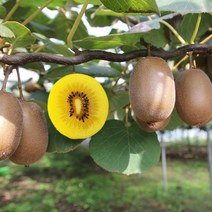 키위나무 골드키위 양다래 2년생묘목 특묘 수분수 별도구매, 골드키위 2년생암묘목3개+수분수묘목1개