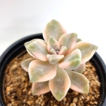 살구미인금 물이들면 예쁜 다육식물0413 랜덤, 단품