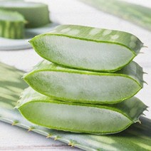 [KT알파쇼핑]알로에 사포나리아 생잎 5kg