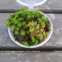 산솔이끼(30촉내외)/테라리움 비바리움 팔루다리움 DIY재료