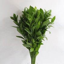 유스, 수요일 구매시 (금~토요일 도착), 길이 50cm 20줄기