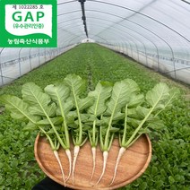 싱싱 포천 열무 2kg 4kg 당일수확, 실중량 (박스무게 제외) 열무 2kg, 1개