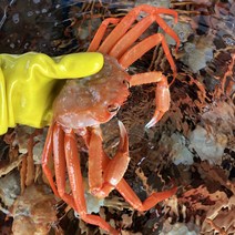 속초 싱싱한 홍게 쪄서 보내드리는 실속형 2kg(5~8마리), 2kg
