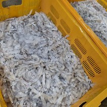 국내산 급냉 꼴뚜기(호래기) 1kg(500gX2팩) 200-400미내외 횟감용 가능 소소사이즈