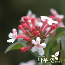 [나무인] 댕강나무 2그루