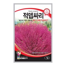 솔림텃밭몰 적뎁싸리 1g 뎁싸리 꽃씨앗 종자 관상 조경용, 1개