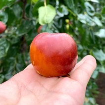 [사장님이 미쳤어요] 보은 사과대추 1kg, [얼리버드 할인] 사과대추 특대(31~40과) 1kg, 1개