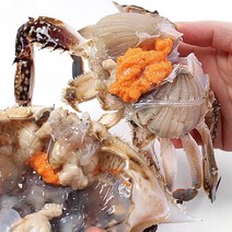 알배기 활 꽃게 1kg (+일회용식탁보) 제철 산지직송, 알배기꽃게2kg(대/3~6미)+일회용비닐식탁보