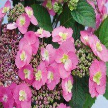 충주원예조경 / 코튼캔디수국 / 7치화분, 주