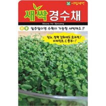 일주일이면 수확이 가능한 웰빙채소 새싹 경수채 씨앗 대포장 300g