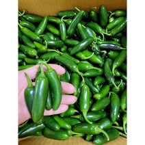할라피뇨고추 퍼펙트 퍼펙토 아삭이 장아찌용, 5kg, 1개