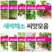 마이플랜트 새싹 채소 씨앗 21종 모음 베란다 텃밭, 종류:베이비채소 적로메인