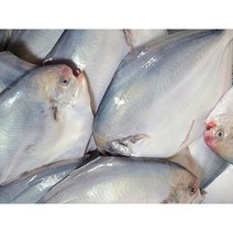 목포 병어회 반건조 병어 특대 대 자연산 생선구이 찜 조림 국내산, 횟감, 대