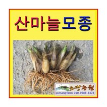 WC(소망)산마늘모종(약4년생이상 30촉)/명이나물/