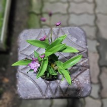 플랜테리어 거실화분 긴기아난 깅기아난 소형 102045