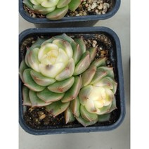 다육식물 화이트샤넬
