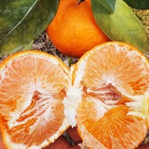 제주 서귀포 명품 레드향 가정용 선물용 3키로 5키로, 레드향(가정용) 3kg 7-16과