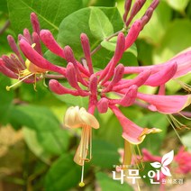 [나무인] 붉은인동덩굴 개화주