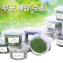 PRFISH 피알피쉬 무균배양수초, 17.하이그로필라 피나티피다