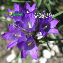 사라잔대 [3포트] (복남이네 야생화 모종 캄파눌라 edraianthus 지피 퍼플 봄)
