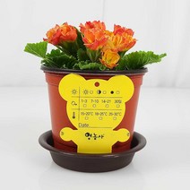 장미앵초 생화 + 화분받침대 + 곰돌이이름표 세트 키우기, 단품