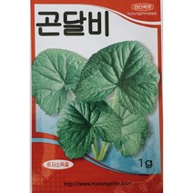 국화과 곰취속의 다년초 곤달비씨앗 1g