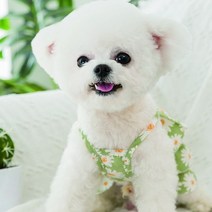 1300K 강아지 고양이 하와이안 체리 여름 셔츠 레이스 원피스