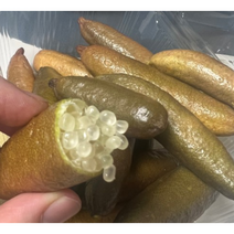 국산 핑거라임 100g 캐비어라임 국내산 생과 Finger Caviar lime 핑거 캐비어 라임, 1개