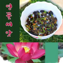 미니 연꽃 씨앗 연자육 홍련 백련 종자 꽃 수련 꽃씨 수배식물, 20개