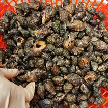 당일조업 국내산 청정 위도섬 해감 자연산 바다 갯고동 맵싸리 고동 대숙 1kg 6시 내고향 출연, 자연산 생물 맵사리 고동 5kg, 1개