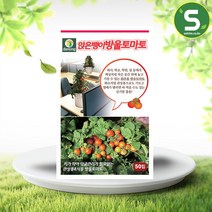 솔림텃밭몰 앉은뱅이방울토마토 50립 방울토마토 씨앗 종자, 단품